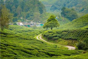 BOH Tea Centre 金马仑必去