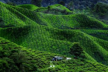 BOH Tea Centre