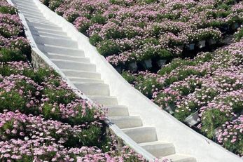 Cameron Highland Flora Park