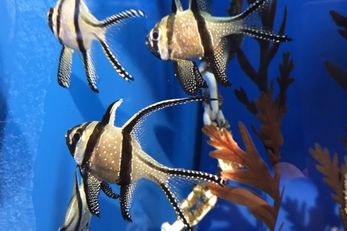 吉隆坡城中城水族馆 旅游