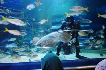 吉隆坡城中城水族馆 景点