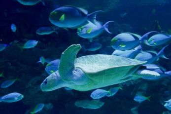 吉隆坡城中城水族馆 马来西亚景点 Malaysia Aquaria KLCC