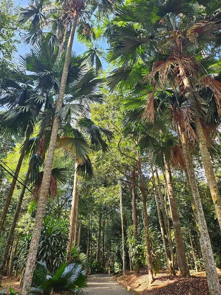 马六甲植物园 马六甲景点 Melaka Botanical Garden Malacca Attractions
