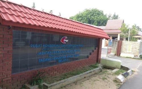 马六甲海龟保育中心 Pusat Konservasi dan Penerangan Penyu