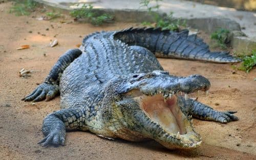马六甲鳄鱼公园 Malacca Crocodile Recreation Park