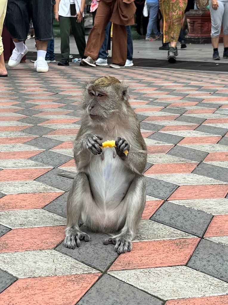黑风洞-猴子（Batu Caves-Monkey）